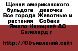 Щенки американского бульдога ( девочки) - Все города Животные и растения » Собаки   . Ямало-Ненецкий АО,Салехард г.